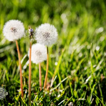 Jak ograniczyć chwasty w trawniku