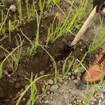 Jak zwalczać chwasty w ogródku warzywnym