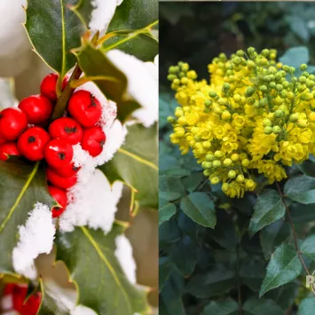 Mahonia czy ostrokrzew -liściaste krzewy zimozielone w ogrodzie