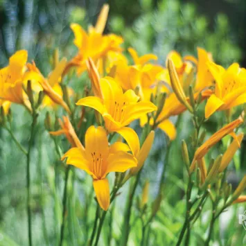 Rośliny cebulowe kwitnące latem - charakterystyka i pielęgnacja cz.3