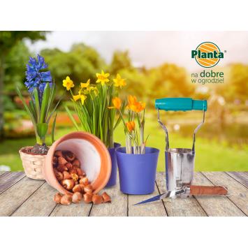 Wiosenne cebule kwiatowe posadź już jesienią