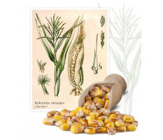 Kukurydza zwyczajna (Zea mays) - Planta