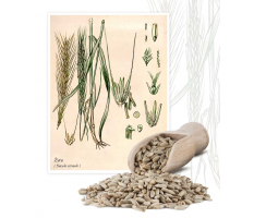 Żyto (Secale cereale) - Planta