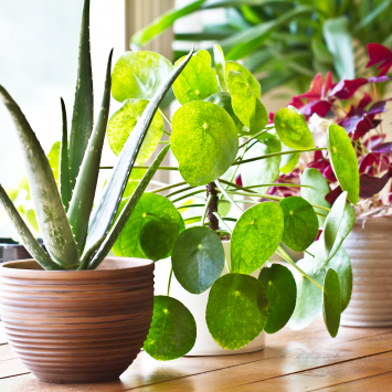 Jak uprawiać i pielęgnować rośliny doniczkowe w domu