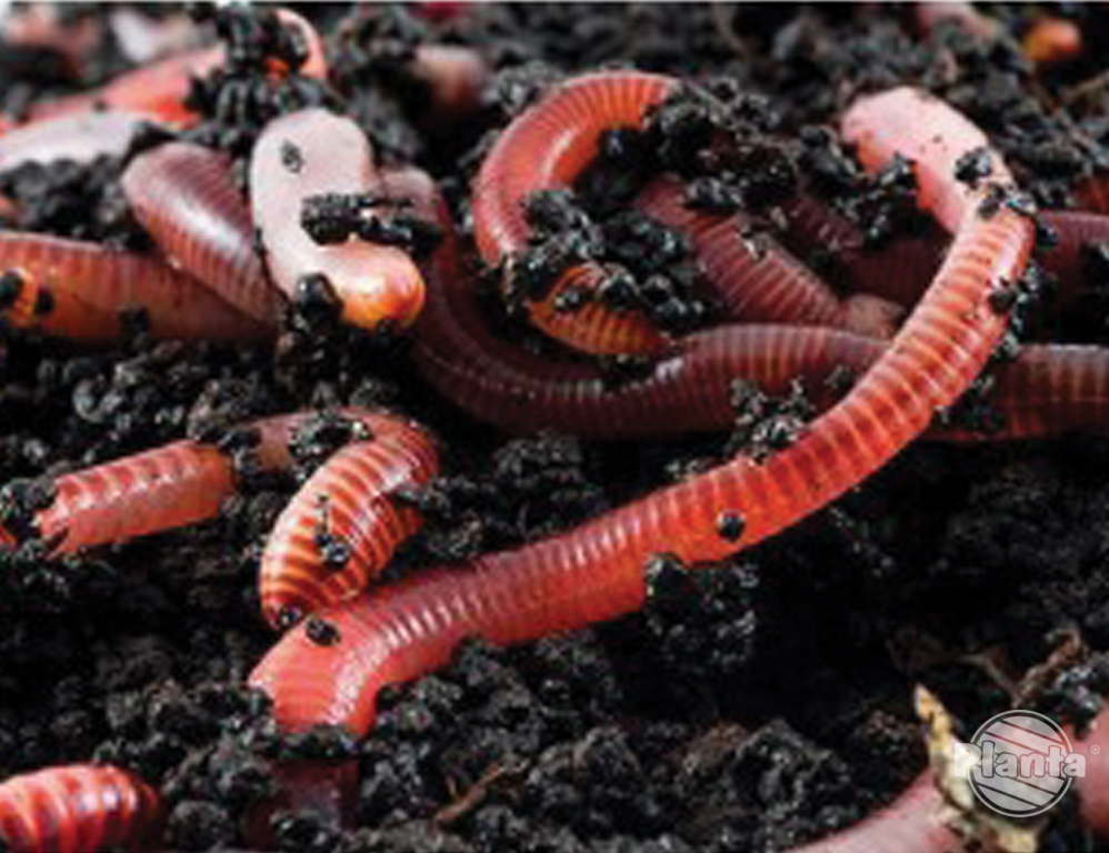 Biohumus cenny nawóz organiczny